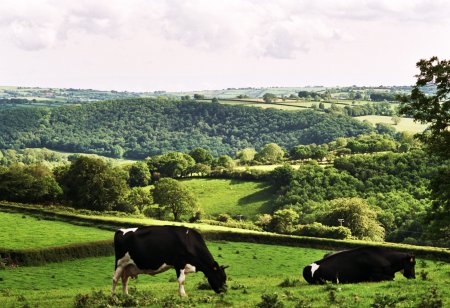 Mae ein gwartheg yn pori bryniau a chaeau Gorllewin Cymru.